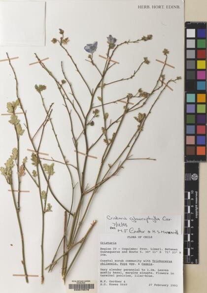 Cristaria glaucophylla [Espécimen: ]