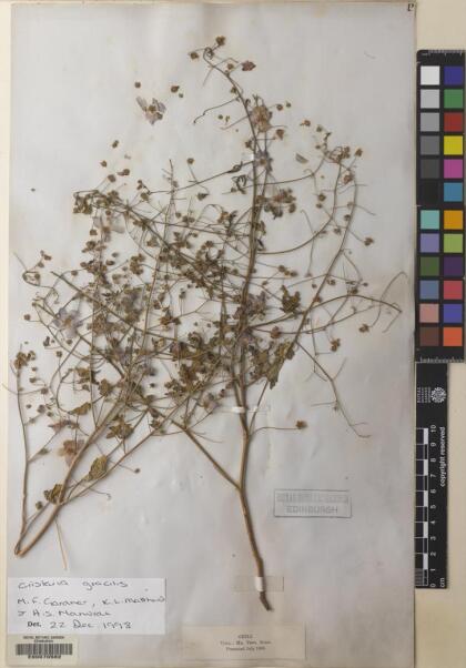 Cristaria gracilis [Espécimen: ]