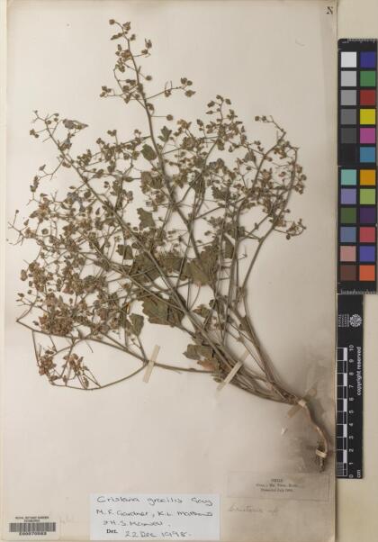 Cristaria gracilis [Espécimen: ]
