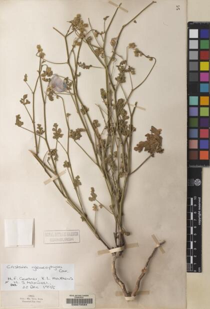 Cristaria glaucophylla [Espécimen: ]