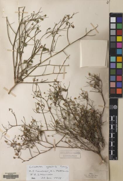 Cristaria gracilis [Espécimen: ]