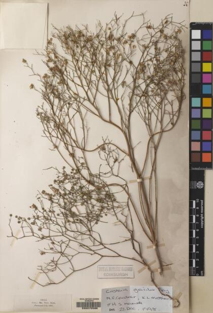 Cristaria gracilis [Espécimen: ]