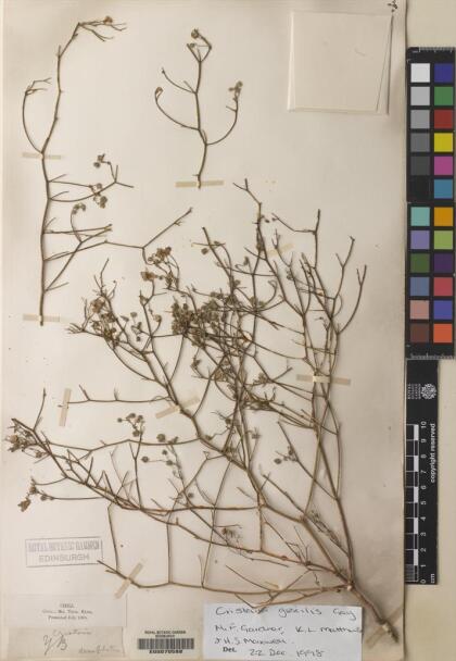 Cristaria gracilis [Espécimen: ]