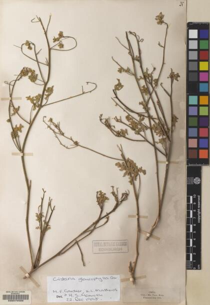 Cristaria glaucophylla [Espécimen: ]