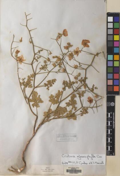 Cristaria glaucophylla [Espécimen: ]