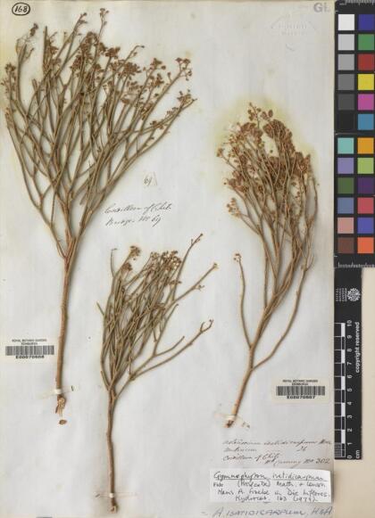 Gymnophyton isatidicarpum [Espécimen: ]