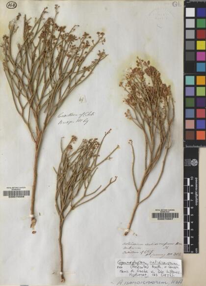 Gymnophyton isatidicarpum [Espécimen: ]