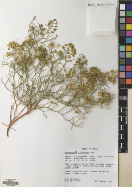 Gymnophyton flexuosum [Espécimen: ]