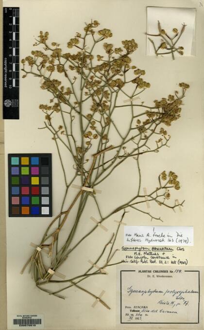 Gymnophyton flexuosum [Espécimen: ]