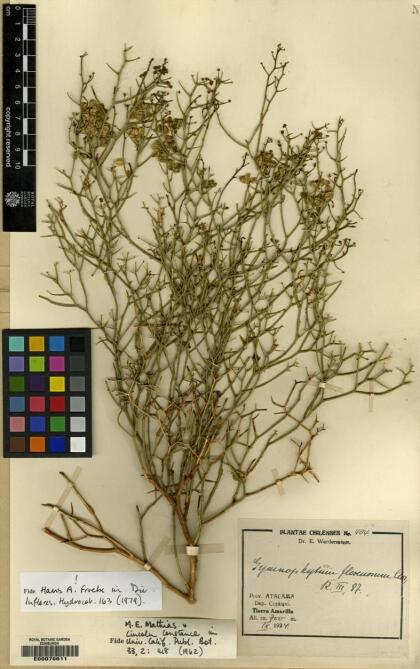 Gymnophyton flexuosum [Espécimen: ]