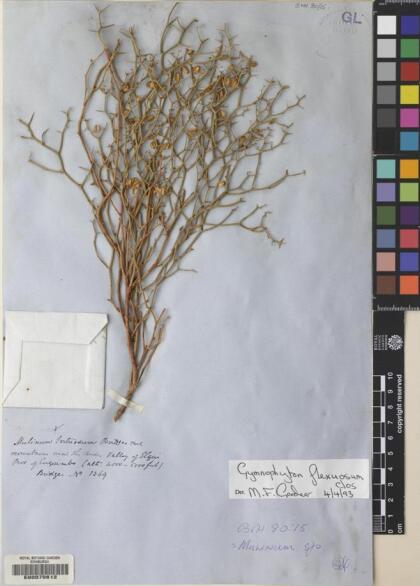 Gymnophyton flexuosum [Espécimen: ]