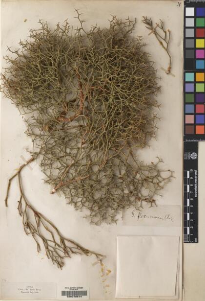 Gymnophyton flexuosum [Espécimen: ]