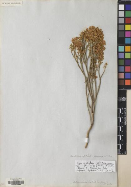 Gymnophyton isatidicarpum [Espécimen: ]
