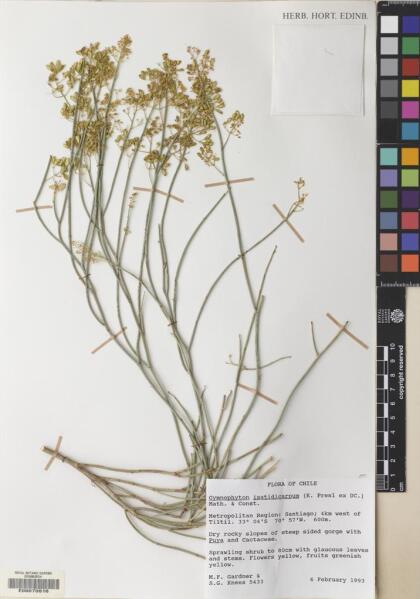 Gymnophyton isatidicarpum [Espécimen: ]