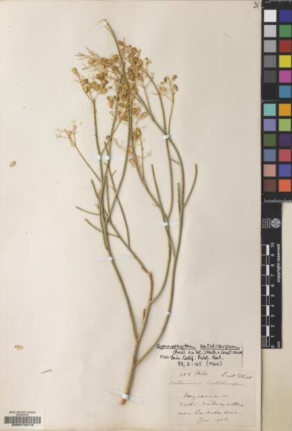 Gymnophyton isatidicarpum [Espécimen: ]