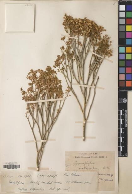 Gymnophyton isatidicarpum [Espécimen: ]