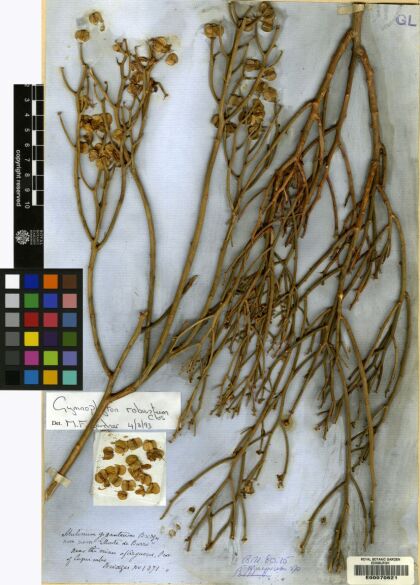 Gymnophyton dipterygia [Espécimen: ]