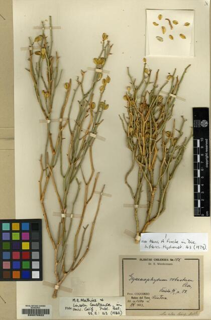 Gymnophyton dipterygia [Espécimen: ]