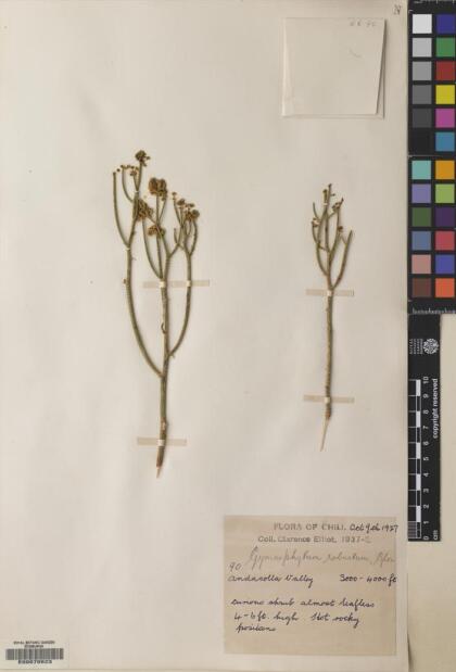 Gymnophyton dipterygia [Espécimen: ]