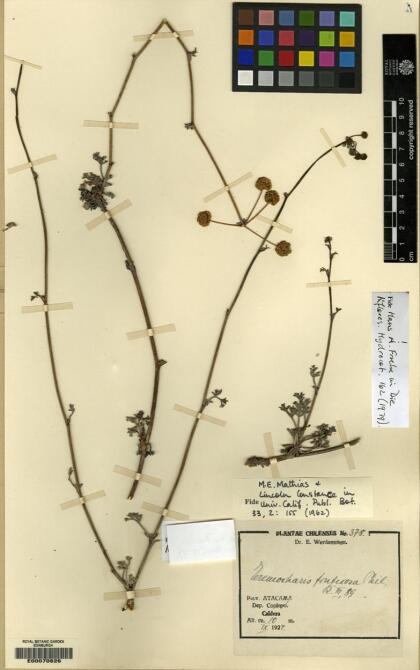 Eremocharis fruticosa [Espécimen: ]