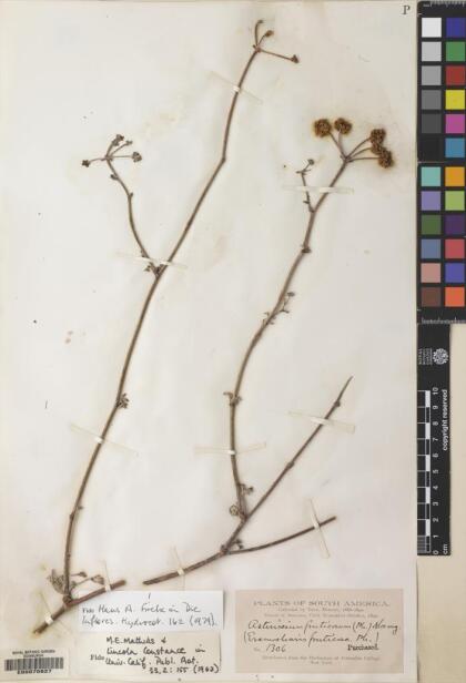 Eremocharis fruticosa [Espécimen: ]
