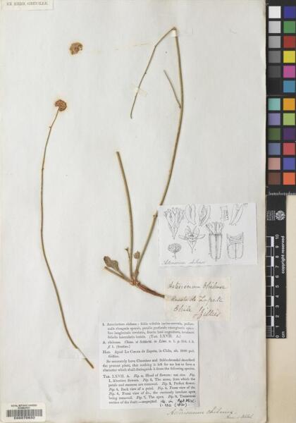 Asteriscium chilense [Espécimen: ]