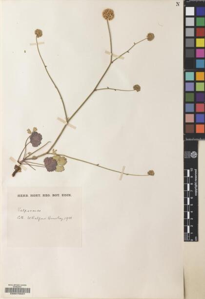 Asteriscium chilense [Espécimen: ]