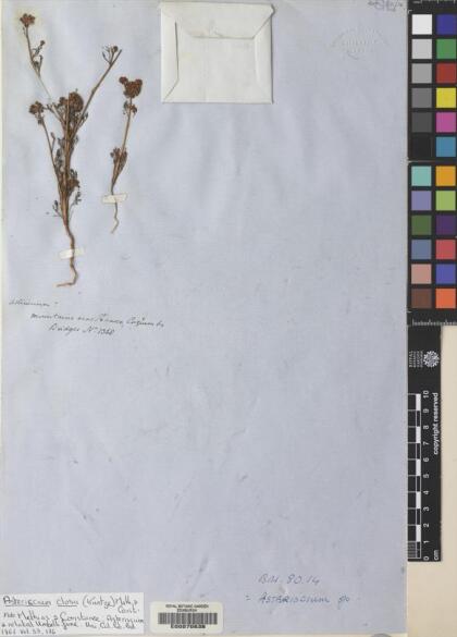 Asteriscium closii [Espécimen: ]
