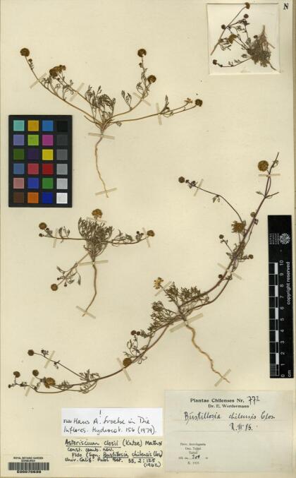 Asteriscium closii [Espécimen: ]