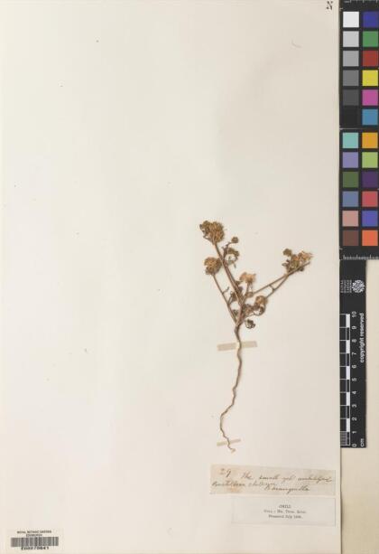 Asteriscium closii [Espécimen: ]