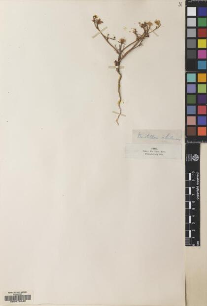 Asteriscium closii [Espécimen: ]