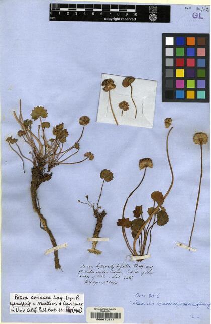 Pozoa coriacea [Espécimen: ]