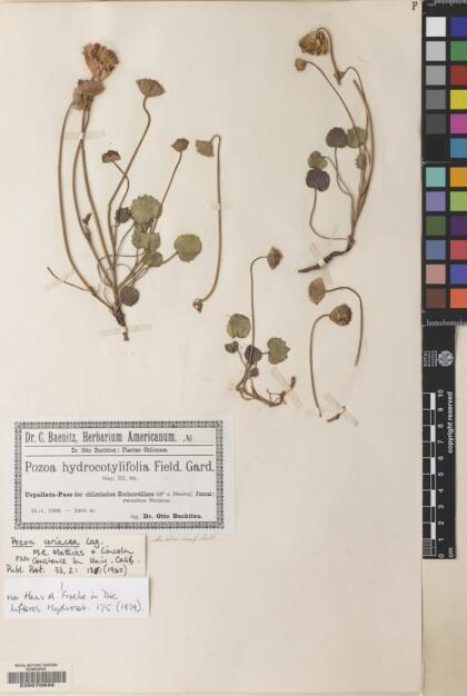 Pozoa coriacea [Espécimen: ]