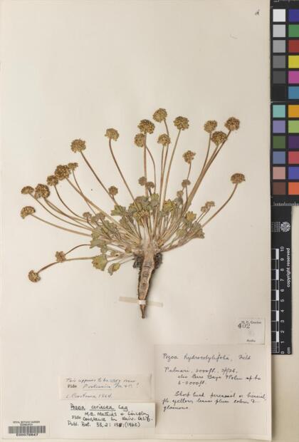 Pozoa coriacea [Espécimen: ]