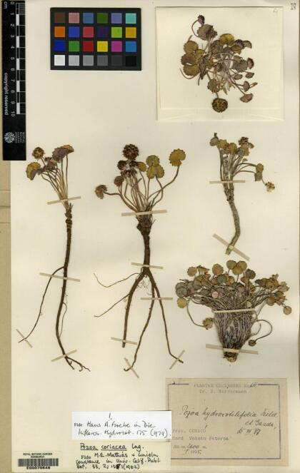 Pozoa coriacea [Espécimen: ]