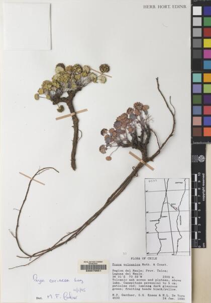 Pozoa coriacea [Espécimen: ]