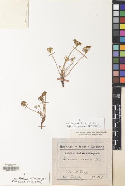 Azorella acaulis [Espécimen: ]