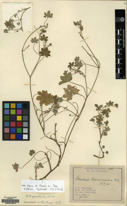 Bowlesia tropaeolifolia [Espécimen: ]