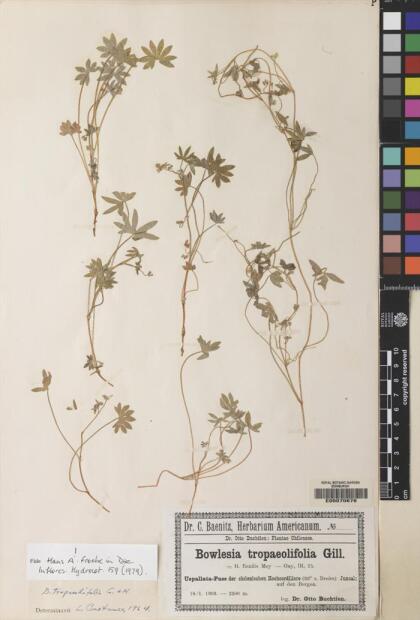 Bowlesia tropaeolifolia [Espécimen: ]
