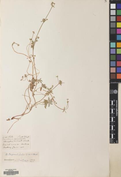 Bowlesia tropaeolifolia [Espécimen: ]
