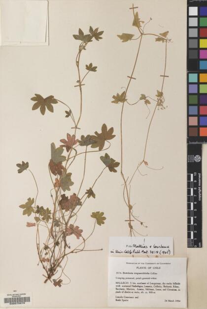 Bowlesia tropaeolifolia [Espécimen: ]