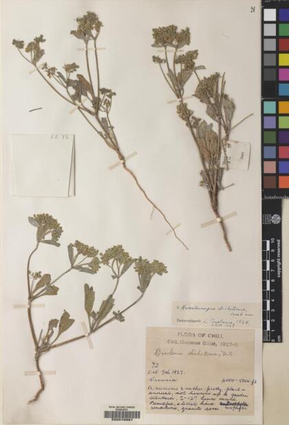 Homalocarpus dichotomus [Espécimen: ]
