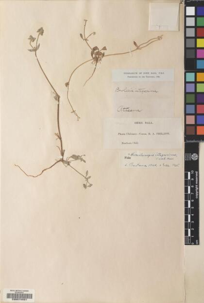 Homalocarpus integerrimus [Espécimen: ]