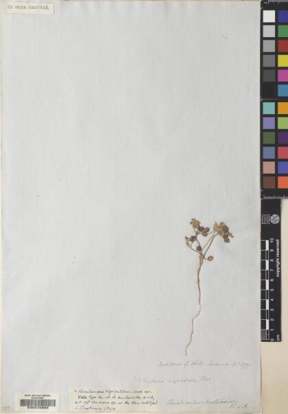 Homalocarpus nigripetalus [Espécimen: ]