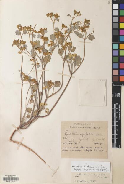 Homalocarpus nigripetalus [Espécimen: ]
