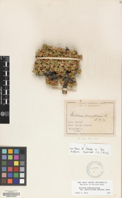 Azorella albovaginata [Espécimen: ]