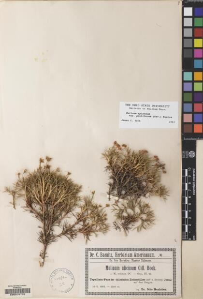 Azorella prolifera [Espécimen: ]