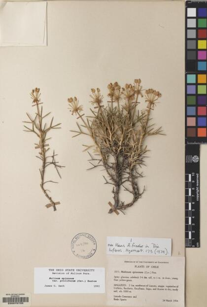 Azorella prolifera [Espécimen: ]