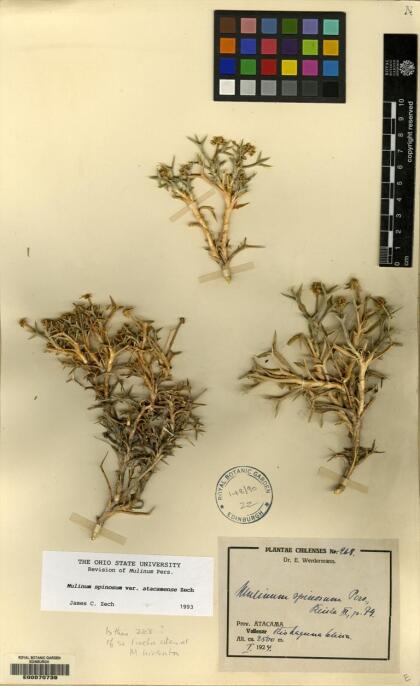 Azorella prolifera [Espécimen: ]