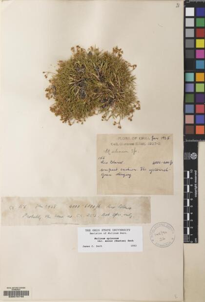 Azorella prolifera [Espécimen: ]